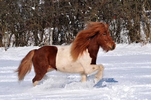 Islandpferde, Fuchsschecke, 5 Gänger, Aska von Vindhólar, Islandpferdehof Vindhólar
